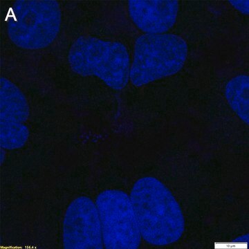 Anti-Peptide 2A Antibody, clone 2F13 ZooMAb&#174; Rabbit Monoclonal recombinant, expressed in HEK 293 cells