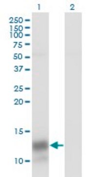 Monoclonal Anti-PF4 antibody produced in mouse clone 3F6, purified immunoglobulin, buffered aqueous solution