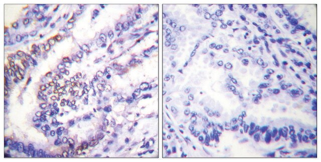 Anti-Cyclin E1 antibody produced in rabbit affinity isolated antibody