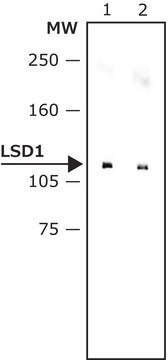 Monoclonal Anti-LSD1 (AOF2) in Maus hergestellte Antikörper ~2&#160;mg/mL, clone LSD1-12, purified immunoglobulin, buffered aqueous solution