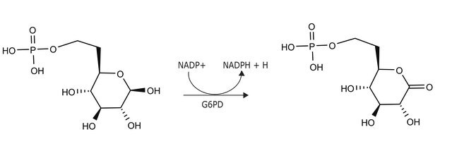 Glucose-6-phosphat-Dehydrogenase aus Leuconostoc mesenteroides lyophilized powder, >= 550&#160;units/mg protein (biuret)