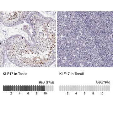 Anti-KLF17 antibody produced in rabbit Prestige Antibodies&#174; Powered by Atlas Antibodies, affinity isolated antibody, buffered aqueous glycerol solution