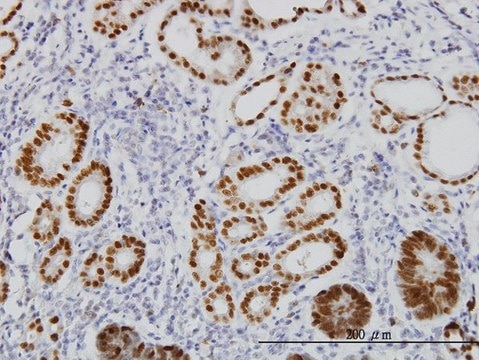 Monoclonal Anti-FOXA2 antibody produced in mouse clone 1C7, purified immunoglobulin, buffered aqueous solution