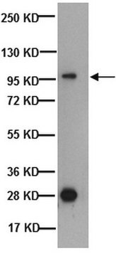 Anti-Na+/H+ Exchanger-1 Antibody, CT, clone 4E9 clone 4E9, Chemicon&#174;, from mouse