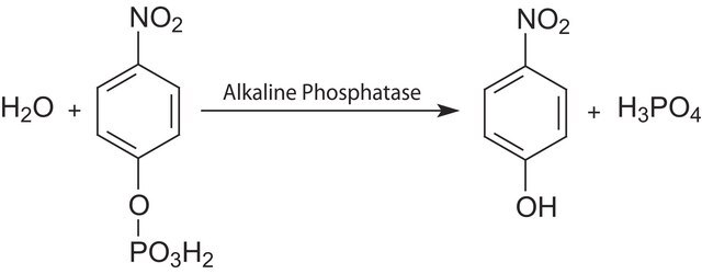 Alkaline Phosphatase Yellow (pNPP)-Flüssigsubstratsystem für ELISA ready to use solution