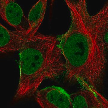 Anti-SGCE antibody produced in rabbit Prestige Antibodies&#174; Powered by Atlas Antibodies, affinity isolated antibody