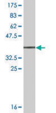 Monoclonal Anti-ALCAM antibody produced in mouse clone 1H3, ascites fluid