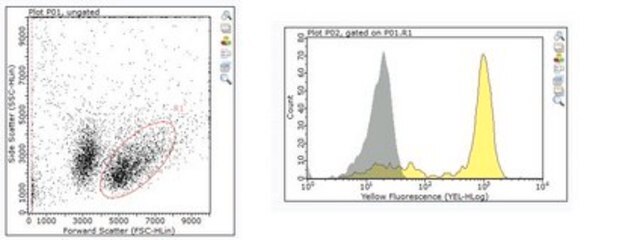 Anti-CD8a Antibody, clone YTS 169.4 clone YTS 169.4, from rat