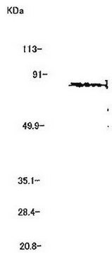 Anti-MMP-2 (Ab-3) Mouse mAb (42-5D11) liquid, clone 42-5D11, Calbiochem&#174;