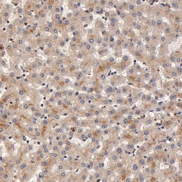 Anti-BCHE antibody produced in rabbit Prestige Antibodies&#174; Powered by Atlas Antibodies, affinity isolated antibody, buffered aqueous glycerol solution