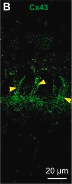 Anti-Connexin-43 antibody produced in rabbit affinity isolated antibody, buffered aqueous solution