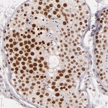 Anti-BRD8 antibody produced in rabbit Prestige Antibodies&#174; Powered by Atlas Antibodies, affinity isolated antibody, buffered aqueous glycerol solution