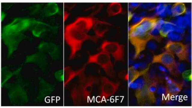 Anti-Cas9 Antibody, clone 6F7 clone 6F7, from mouse