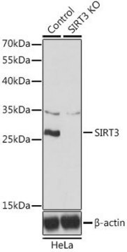 Anti-SIRT3 antibody produced in rabbit