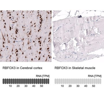 Monoclonal Anti-RBFOX3 antibody produced in mouse Prestige Antibodies&#174; Powered by Atlas Antibodies, clone CL11892, purified immunoglobulin, buffered aqueous glycerol solution