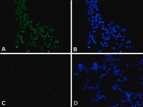 Anti-c-Myc clone 9E10, purified immunoglobulin, buffered aqueous solution