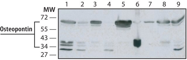 Anti-Osteopontin antibody, Mouse monoclonal clone OPN46, purified from hybridoma cell culture