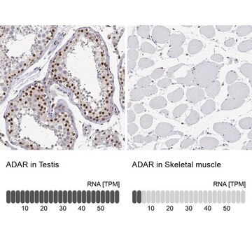 Anti-ADAR antibody produced in rabbit Prestige Antibodies&#174; Powered by Atlas Antibodies, affinity isolated antibody, buffered aqueous glycerol solution