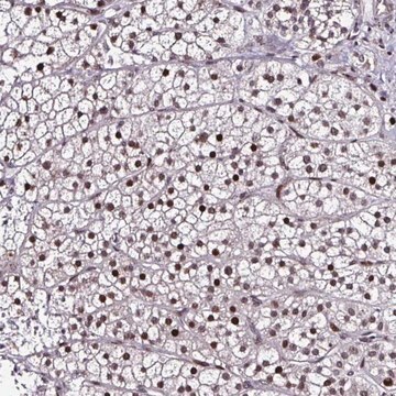 Anti-TOB1 antibody produced in rabbit Prestige Antibodies&#174; Powered by Atlas Antibodies, affinity isolated antibody