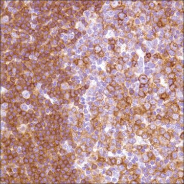 Anti-HLA-DP alpha 1 antibody, Rabbit monoclonal recombinant, expressed in proprietary host, clone SP228, affinity isolated antibody