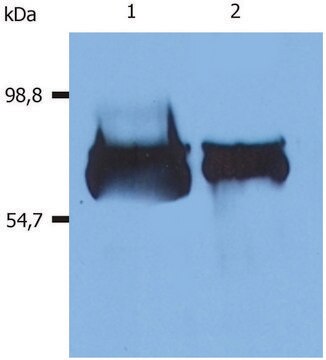 Monoclonal Anti-Albumin antibody produced in mouse clone AL-01