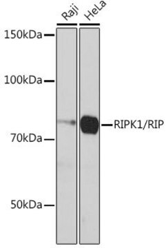 Anti-RIPK1/RIP antibody produced in rabbit