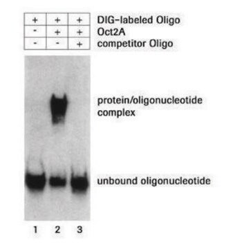 DIG Gel Shift Kit, 2nd generation storage temp.:-20°C (-15°C to -25°C)