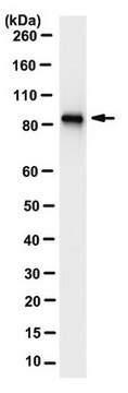 Anti-DYRK1A Antibody, clone 11D9.1 clone 11D9.1, from mouse