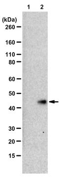 Anti-N1-Phosphohistidine (1-pHis) Antibody, clone SC50-3, ZooMAb&#174; Rabbit Monoclonal recombinant, expressed in HEK 293 cells