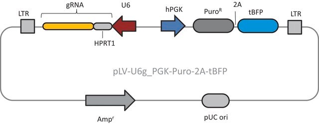 Lenti CRISPR Human HPRT1 Positive Control Plasmid DNA (LV04 vector)