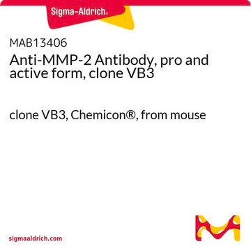 Anti-MMP-2 Antibody, pro and active form, clone VB3 clone VB3, Chemicon&#174;, from mouse