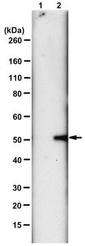 Anti-N3-Phosphohistidine (3-pHis) Antibody, clone SC56-2, ZooMAb&#174; Rabbit Monoclonal recombinant, expressed in HEK 293 cells