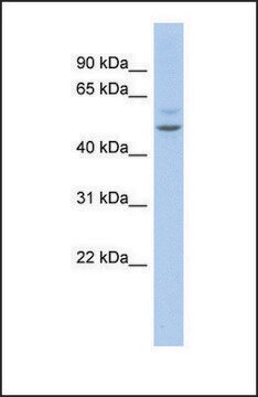 Anti-MEF2C antibody produced in rabbit affinity isolated antibody