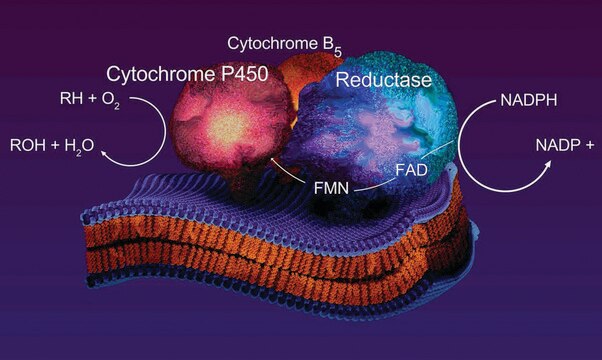 Cytochrome c Reductase (NADPH) Assay Kit 1&#160;kit sufficient for 100&#160;tests, determining cytochrome c reductase activity