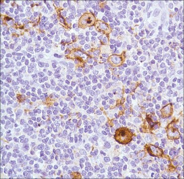 Anti-CD15 antibody, Rabbit monoclonal clone SP159, recombinant, expressed in proprietary host, affinity isolated antibody