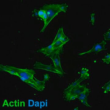 MCA205 Mouse Fibrosarcoma Cell Line MCA205 mouse fibrosarcoma cell line is an excellent model for studying immune response to tumor cells and the development of targeted cancer immunotherapies.