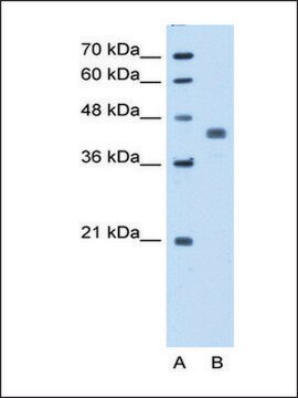 Anti-PDHA1 (AB1) antibody produced in rabbit IgG fraction of antiserum