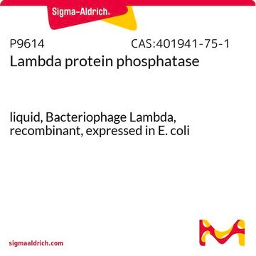 Lambda protein phosphatase liquid, Bacteriophage Lambda, recombinant, expressed in E. coli