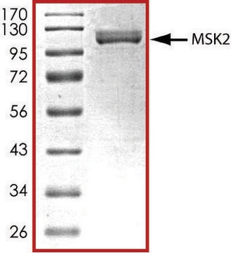 MSK2, active, GST tagged from mouse PRECISIO&#174; Kinase, recombinant, expressed in baculovirus infected Sf9 cells, &#8805;70% (SDS-PAGE), buffered aqueous glycerol solution