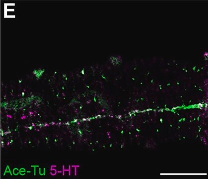 Anti-Serotonin antibody produced in rabbit whole antiserum