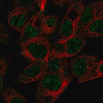 Anti-ABCG5 antibody produced in rabbit Prestige Antibodies&#174; Powered by Atlas Antibodies, affinity isolated antibody, buffered aqueous glycerol solution