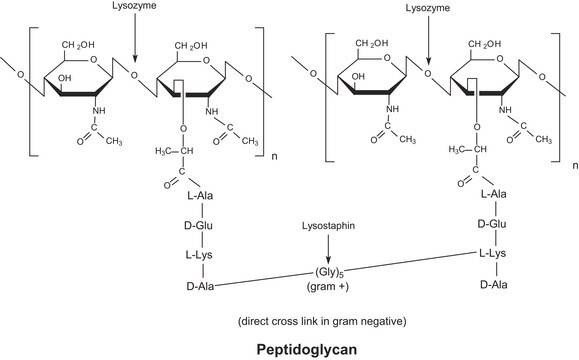 Lysozym aus Hühnereiweiss lyophilized powder, protein &#8805;90&#160;%, &#8805;40,000&#160;units/mg protein