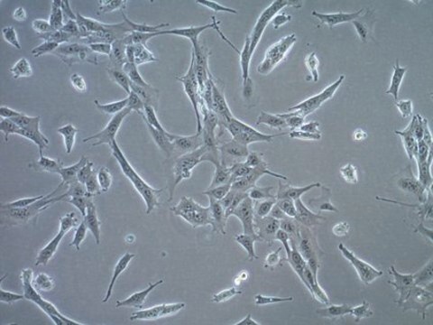 TS/A Mouse Mammary Adenocarcinoma Cell Line TS/A mouse mammary adenocarcinoma cell line is a well characterized and highly published model for breast cancer research.