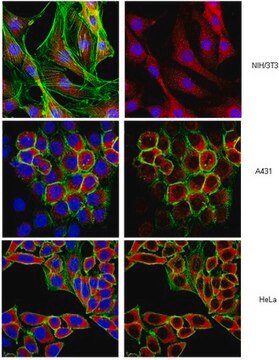 Anti-Ebp1 NT Antibody serum, from rabbit