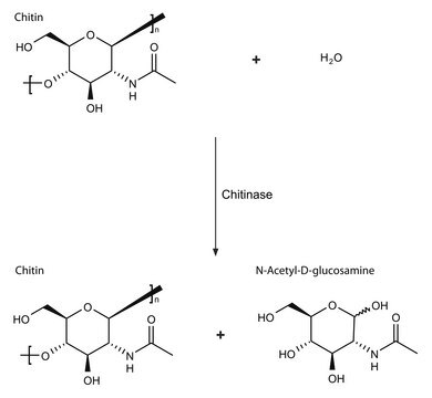 Chitinase aus Trichoderma viride lyophilized powder, &#8805;600&#160;units/g solid