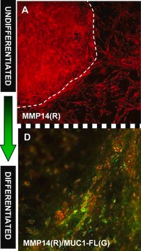 Anti-MMP-14 Antibody serum, Chemicon&#174;