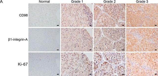 Anti-Integrin &#946;1 Antibody, activated, clone HUTS-4, Azide Free clone HUTS-4, Chemicon&#174;, from mouse