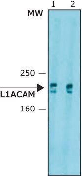 Anti-L1CAM antibody, Mouse monoclonal clone UJ127.11, purified from hybridoma cell culture