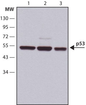 Anti-p53 antibody, Mouse monoclonal clone DO-1, purified from hybridoma cell culture