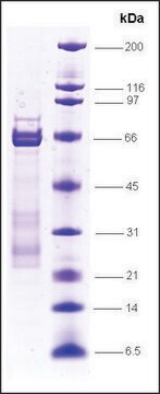 Sp1 (GC-box binding protein), GST tagged human recombinant, expressed in E. coli, &#8805;70% (SDS-PAGE)